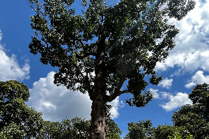 普洱茶區(qū)——長地山古茶園